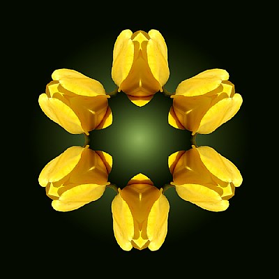 Tulip Diadem