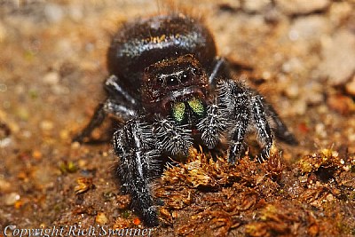 "Blackie The Jumping Spider"
