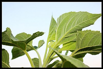 Sunflower Leaf