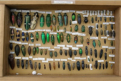 Buprestid