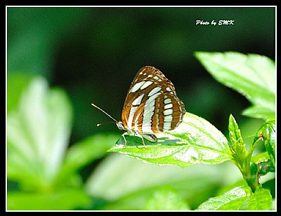 Butterfly_15