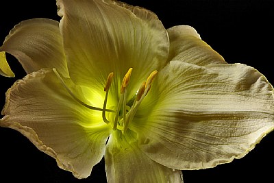 white lily 3