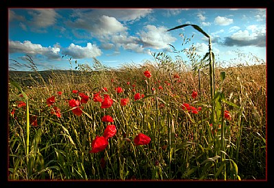 Where the Red Poppies Dance