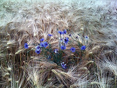Kornblumen II