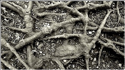root lands