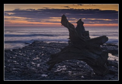 Driftwood