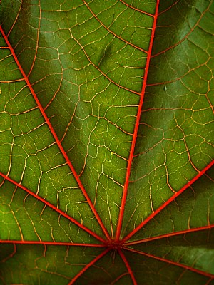 Leaf of ricine