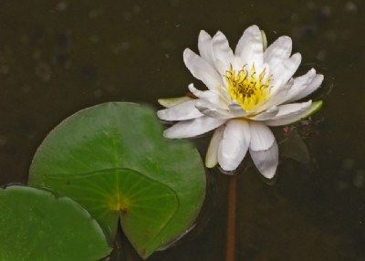 WATER LILLY