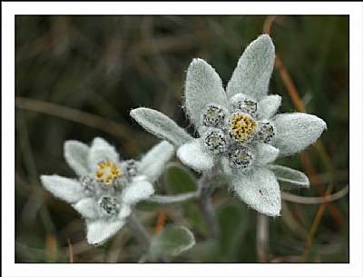 Alpine flowers -1-