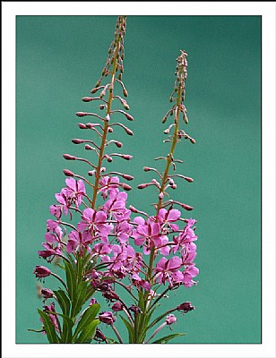 Alpine flowers -2-