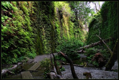 Magical Fern Canyon I