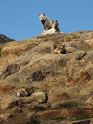 dogs on Greenland