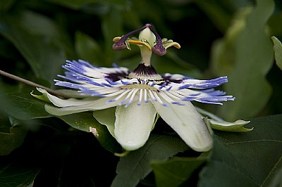 Passiflora flower - detail one