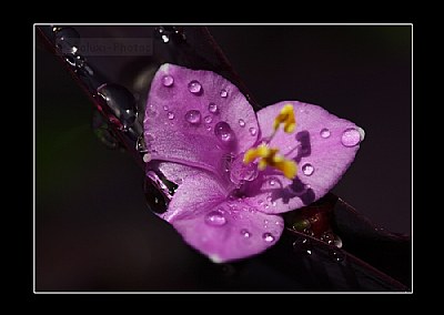 Pink Flower