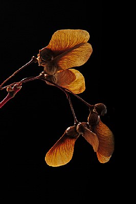 Sycamore leaves