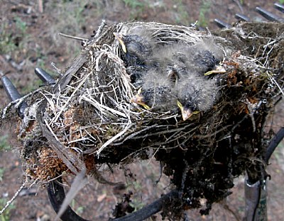 Siskin Nest