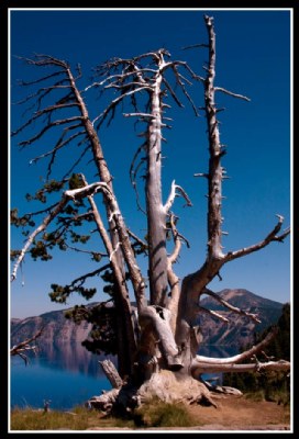 crater lake and tree