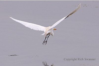Great Egret