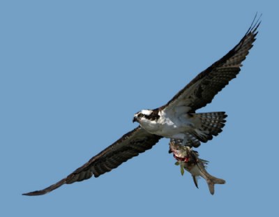 Osprey and Snook