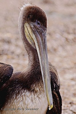 Brown Pelican