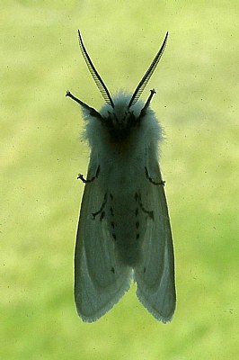 Woolley Bear