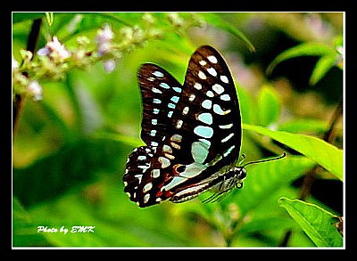 Butterfly_24