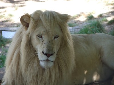White king
