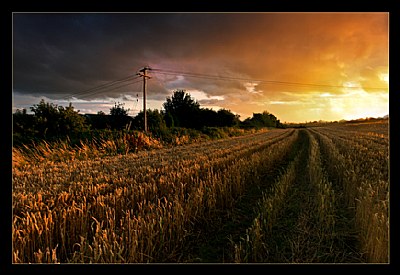 Sundown Corn