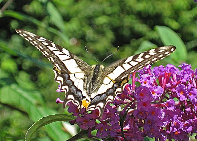 Tigar Swallowtail
