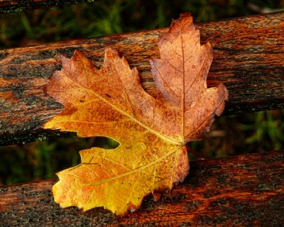 Autumn Approaches