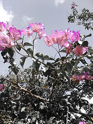 japnaease flower