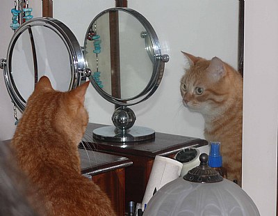 Mirror, mirror, on the wall...