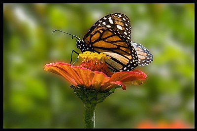Mariposa Monarca 1