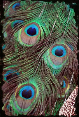 Ojos en las plumas