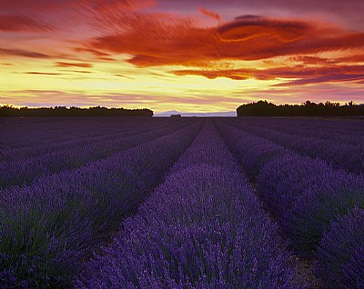 Blood Red Lavendar