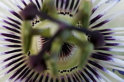 Passiflora - a little differently 