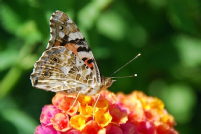 Diken Kelebe&#287;i / Vanessa Cardui