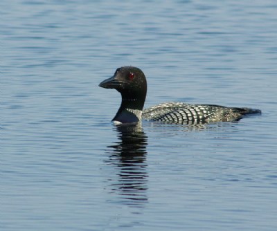 Common Loon