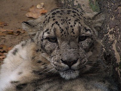 Snow leopard