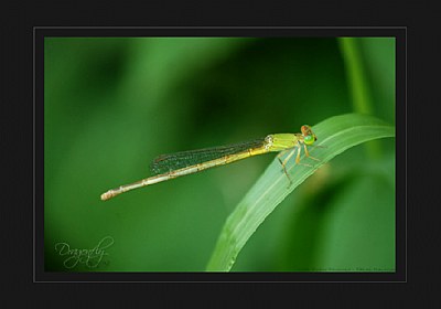 Dragonfly