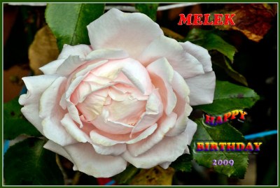 Happy Birthday Melek