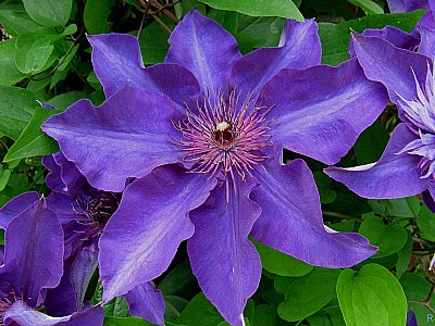 Clematis