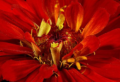 zinnia- redness