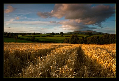 Harvest Gold