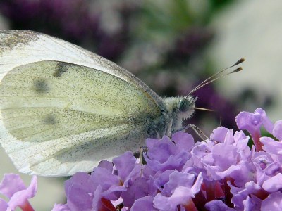 White Lady