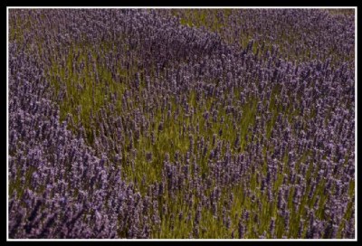 lavender fields