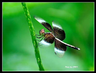 Dragonfly_8