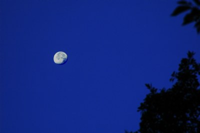 The August Moon 