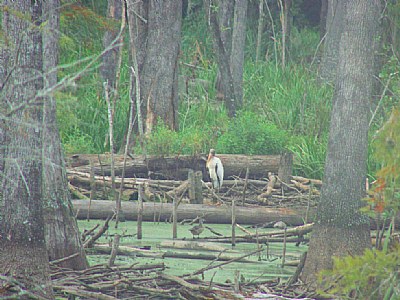Juvenile Wood Stork and Duck