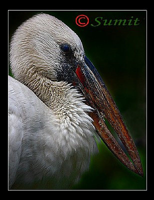 open bill stork